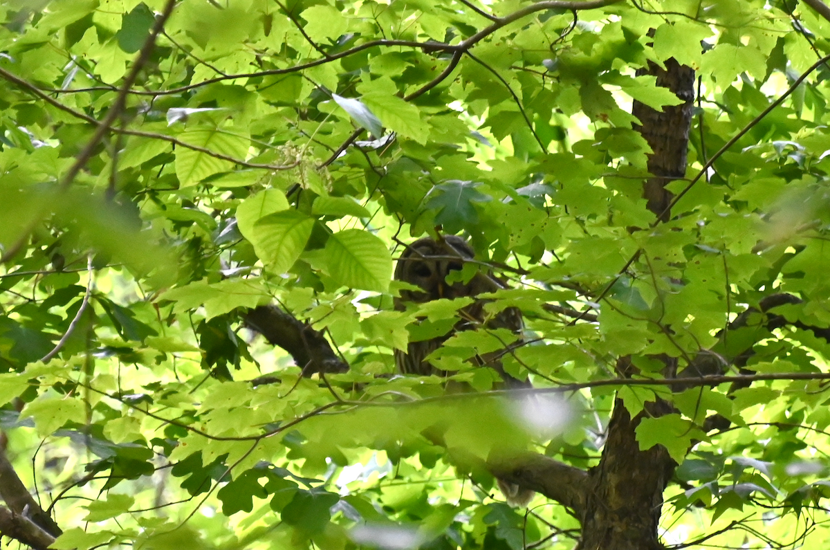 Barred Owl - ML334794231