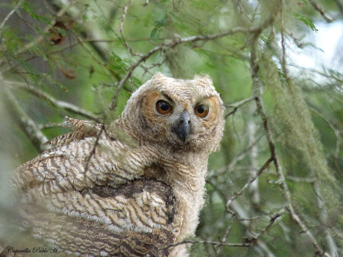 Great Horned Owl - Pablo Hernan Capovilla