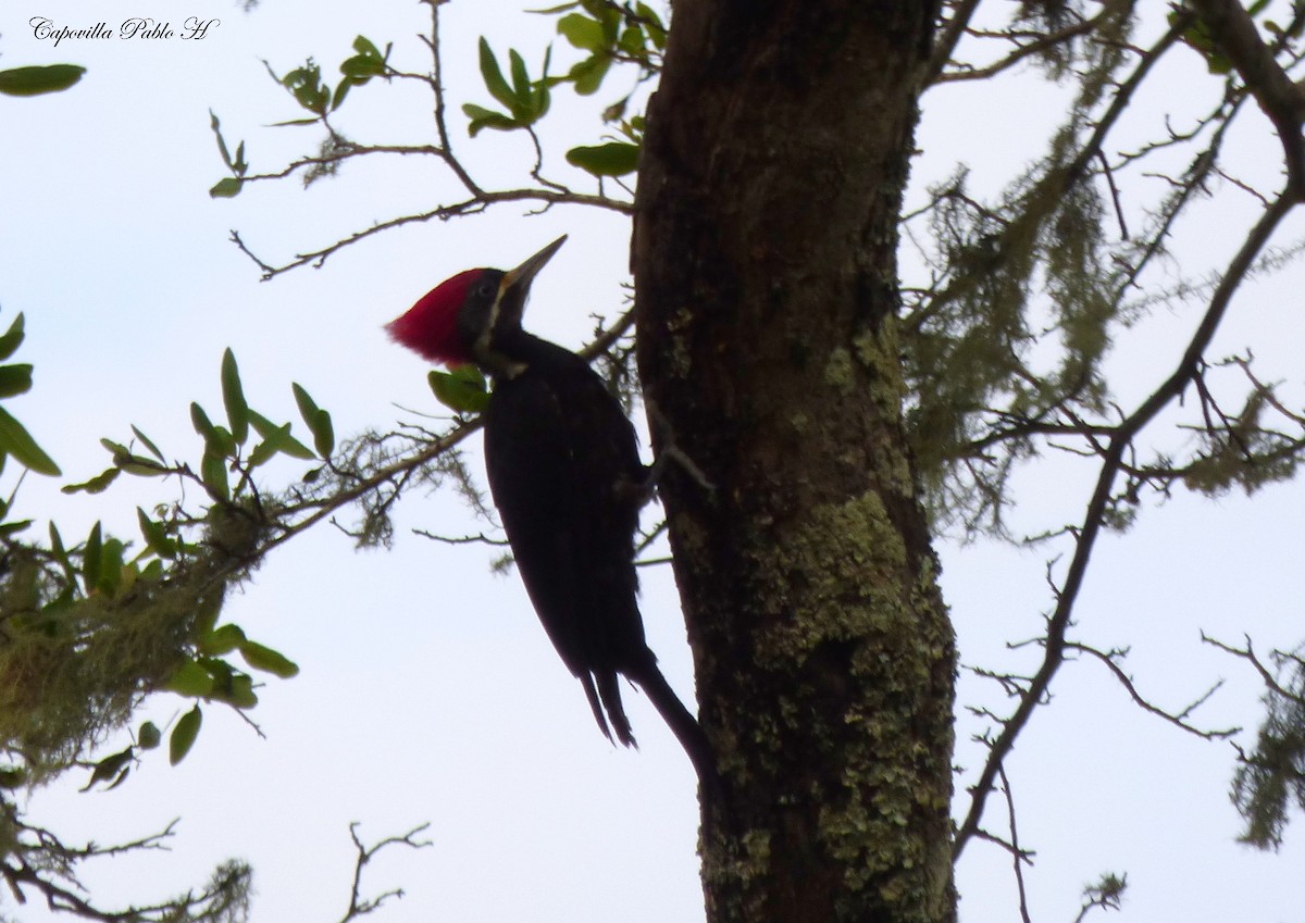 Black-bodied Woodpecker - ML334794761