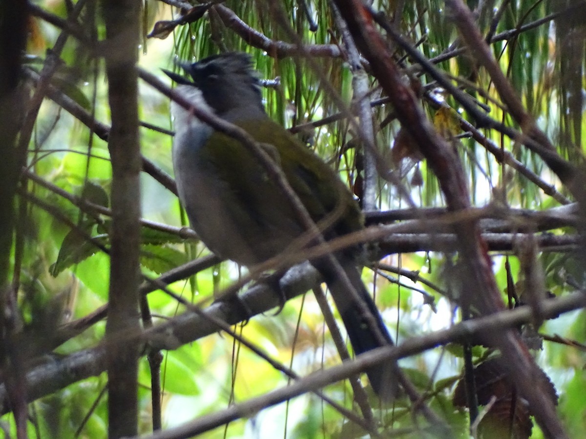 Gray-browed Brushfinch - ML334794821