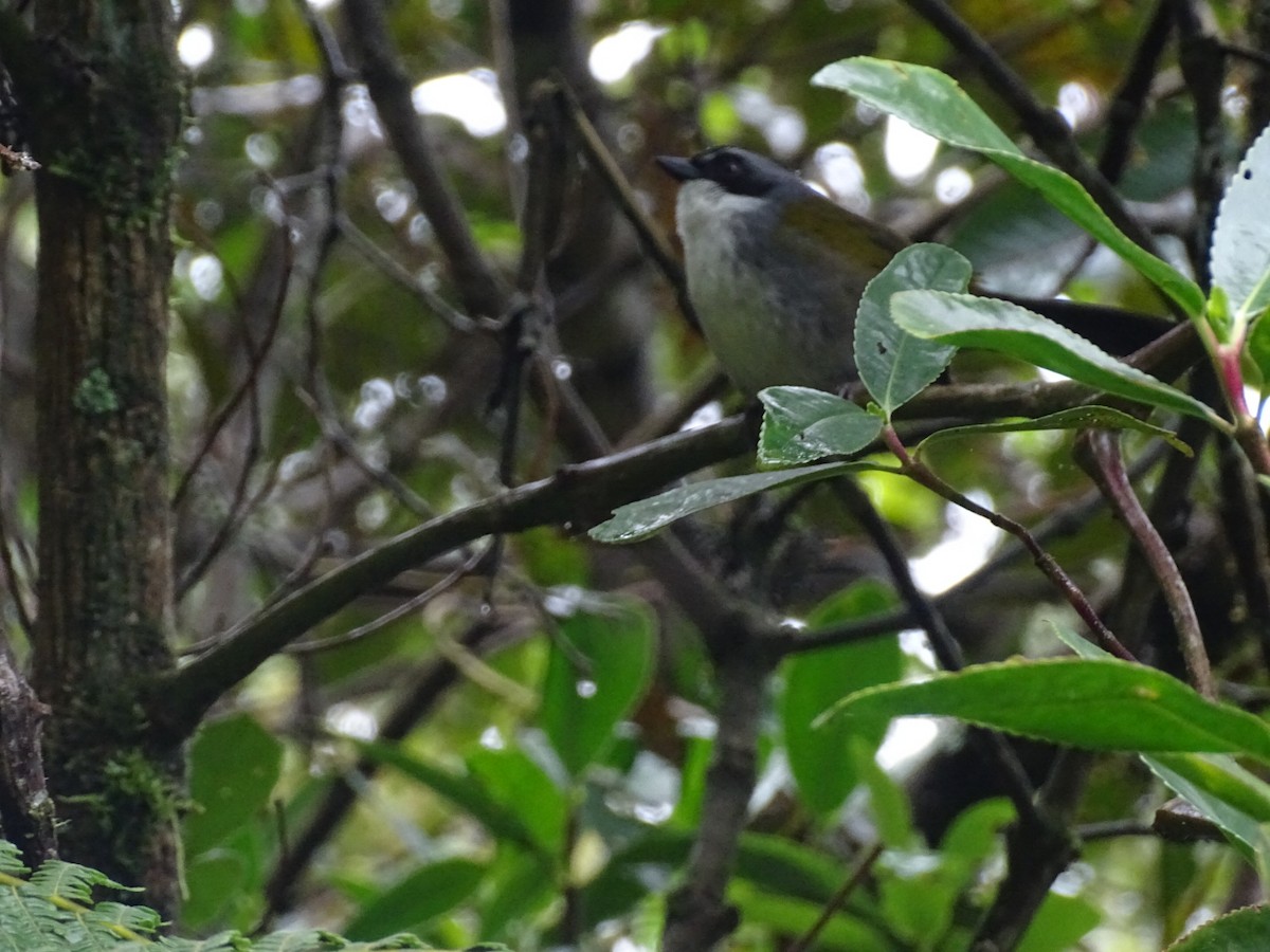 Gray-browed Brushfinch - ML334794831