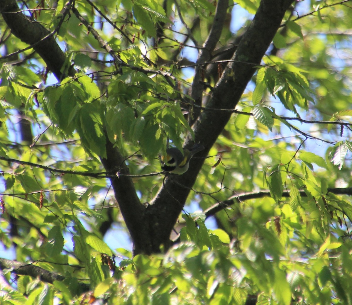 gullvingeparula - ML334795041