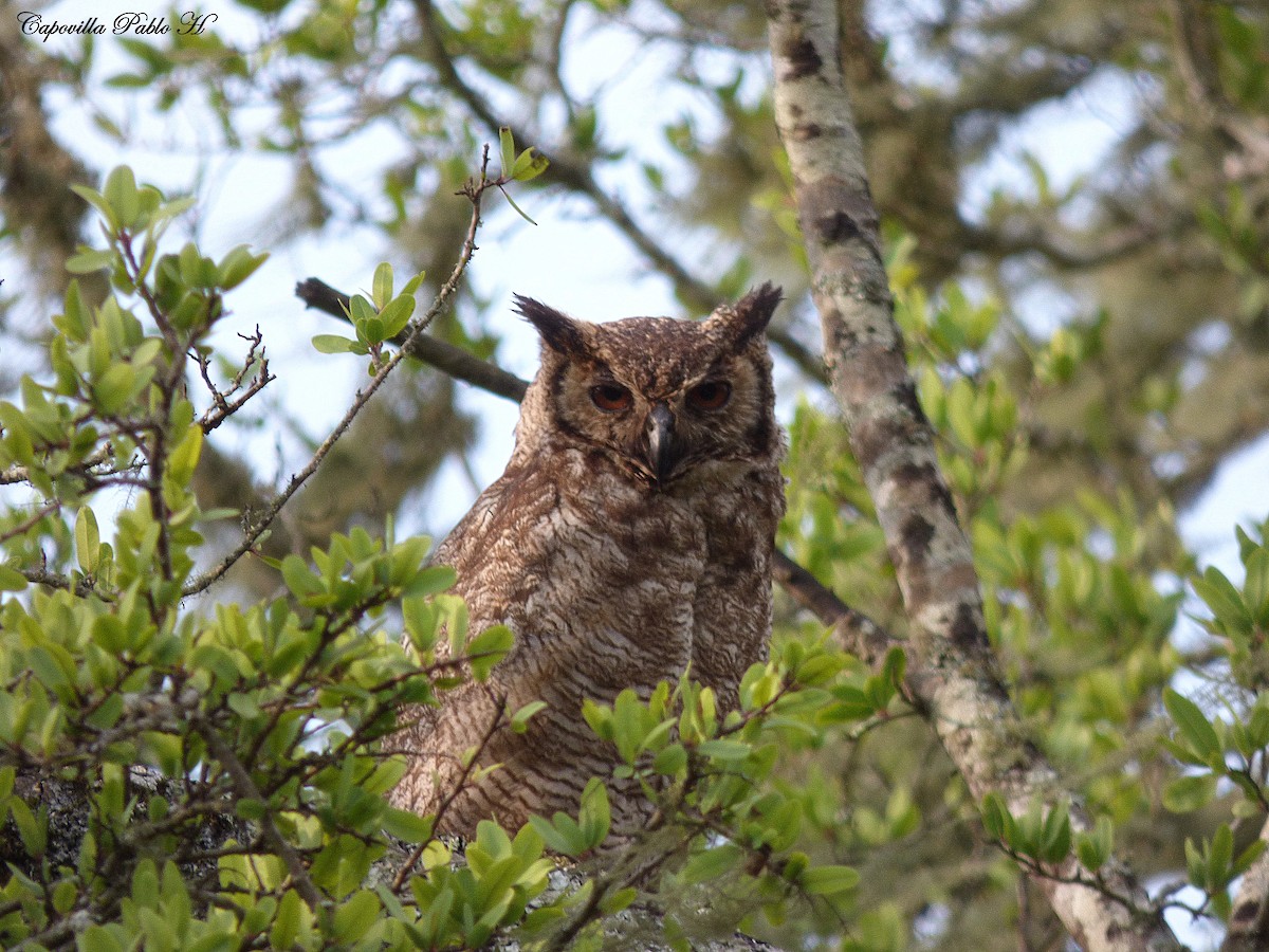 Great Horned Owl - Pablo Hernan Capovilla