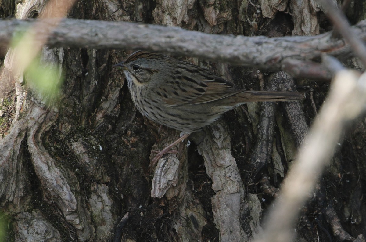 Lincoln's Sparrow - Roger Higbee