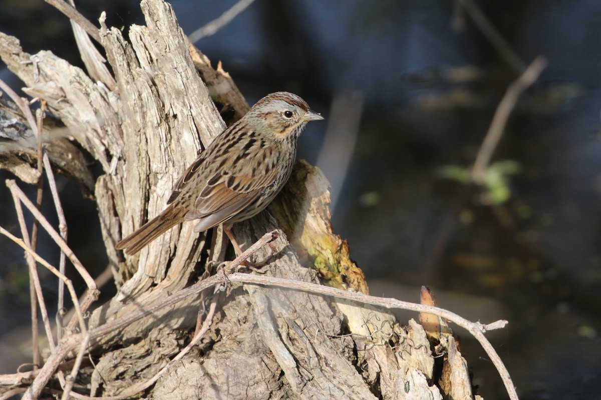 Lincoln's Sparrow - Roger Higbee