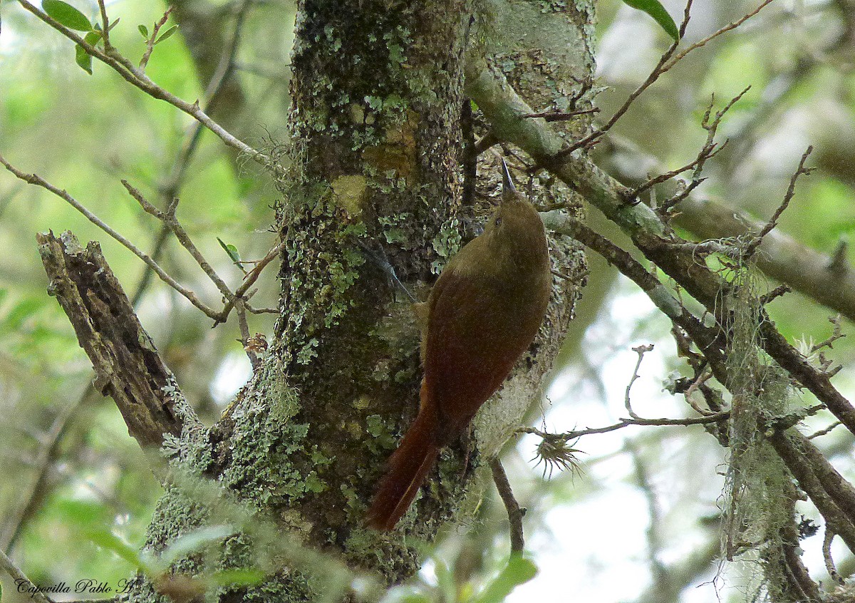 Olivaceous Woodcreeper - ML334795401