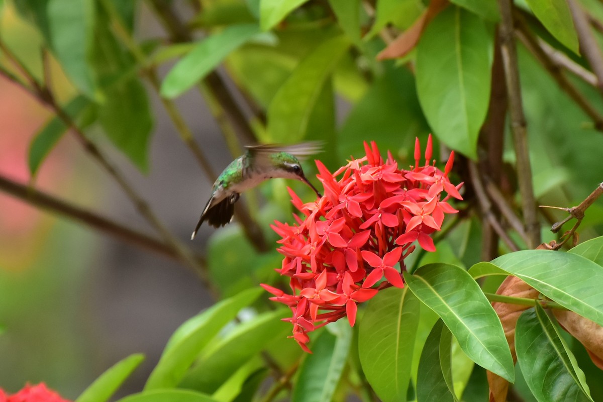 Canivet's Emerald - ML334795731