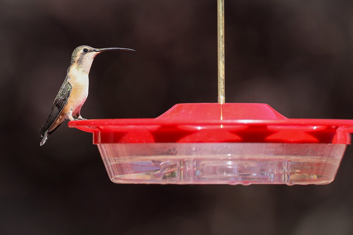Lucifer Hummingbird - ML334796221