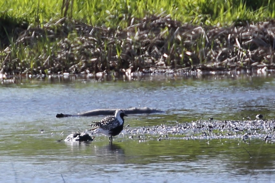 Black-bellied Plover - Bruce Robinson