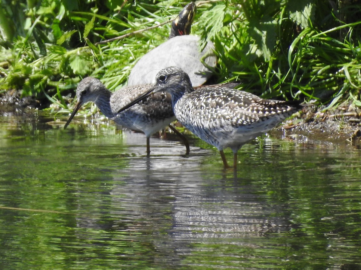 Greater Yellowlegs - Susan Hochgraf