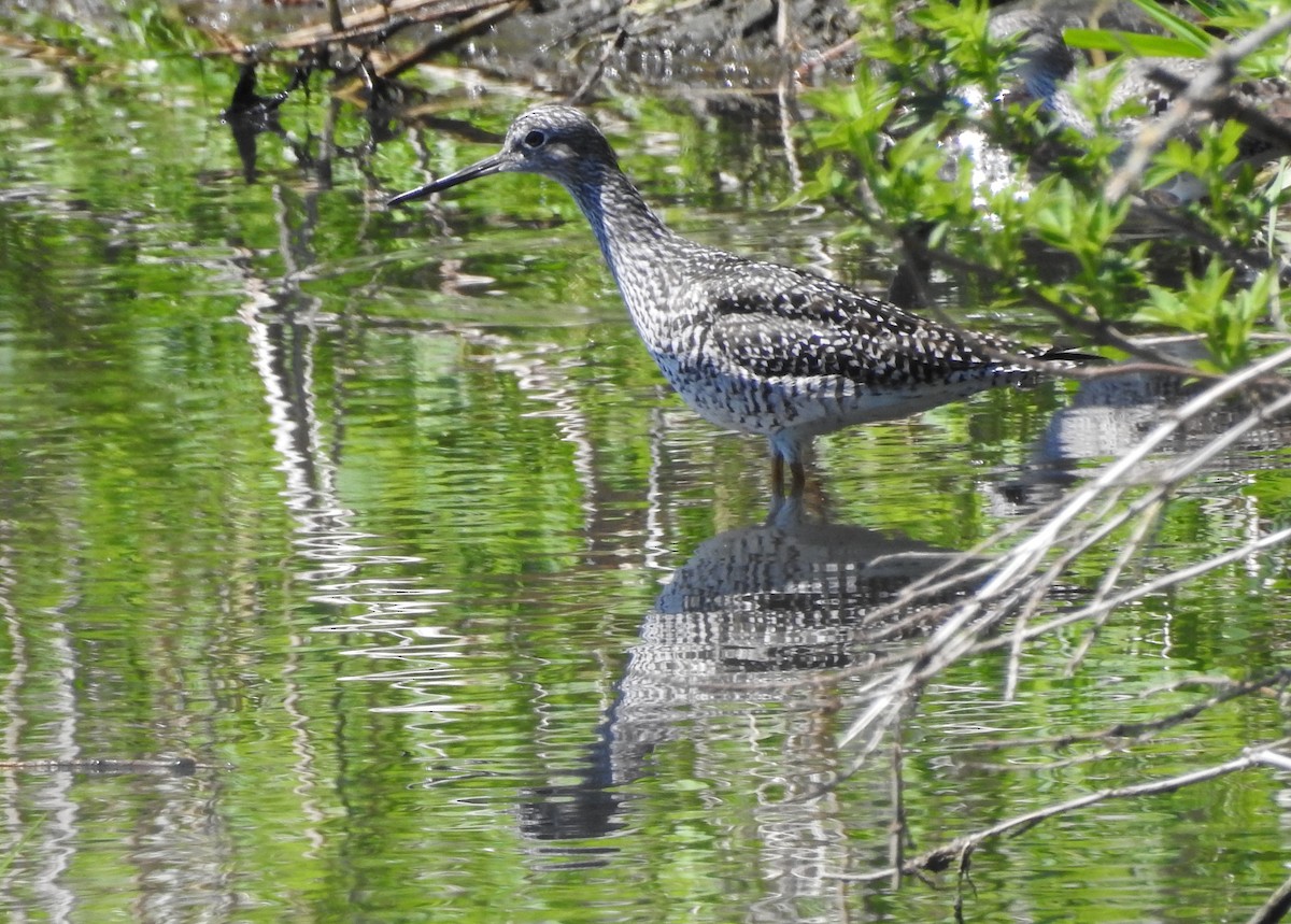 Greater Yellowlegs - Susan Hochgraf