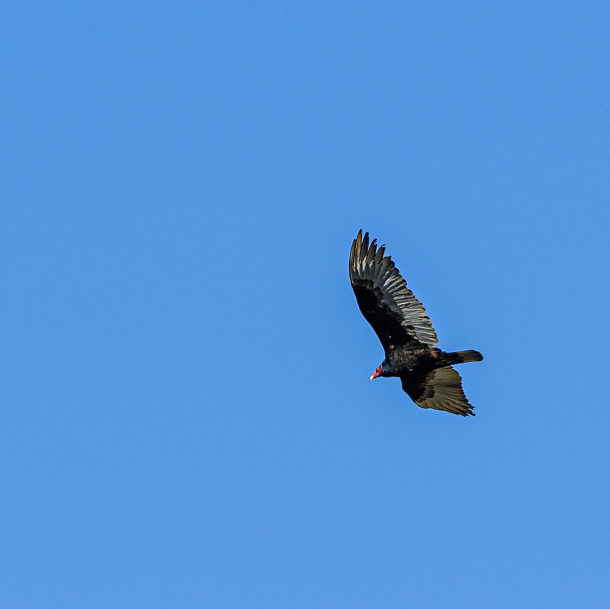 Turkey Vulture - Ken Miracle