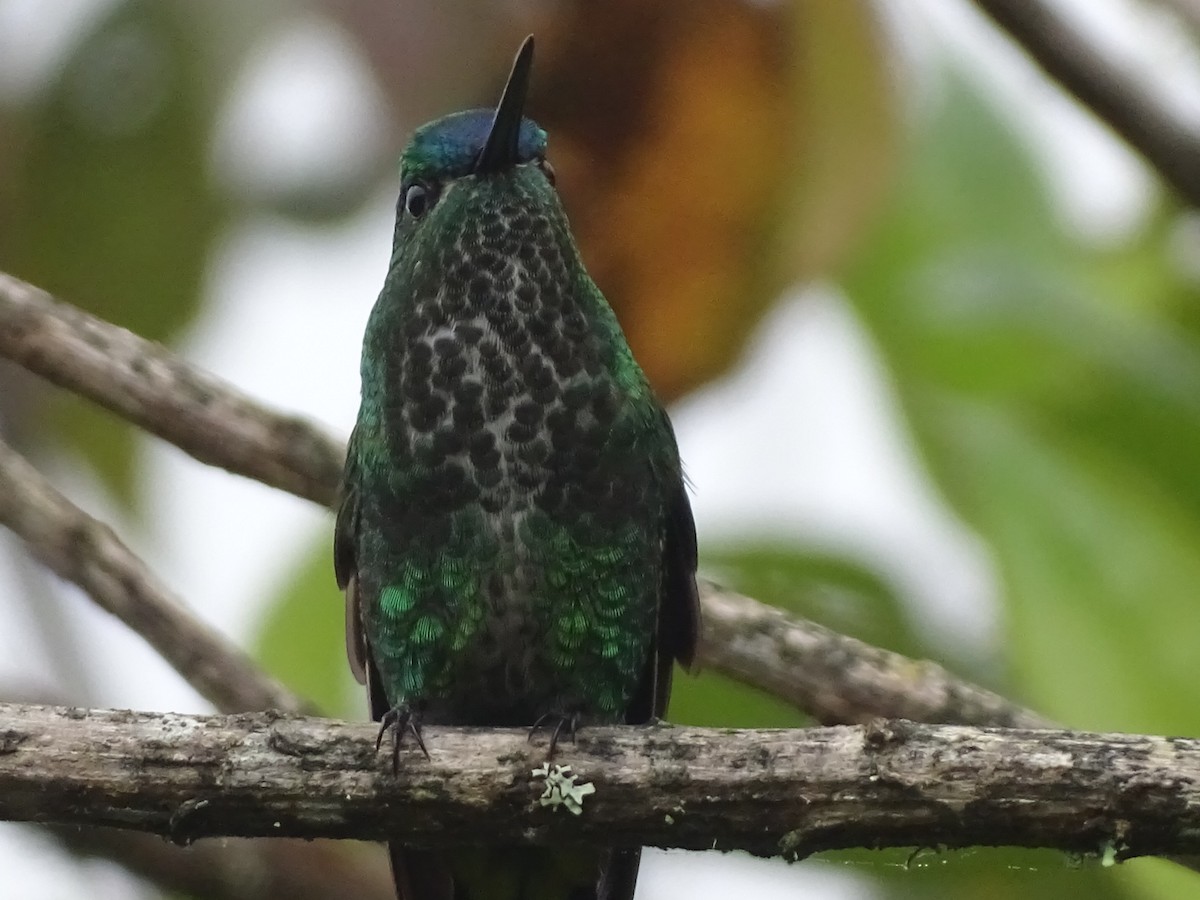 Black-thighed Puffleg - ML334800481