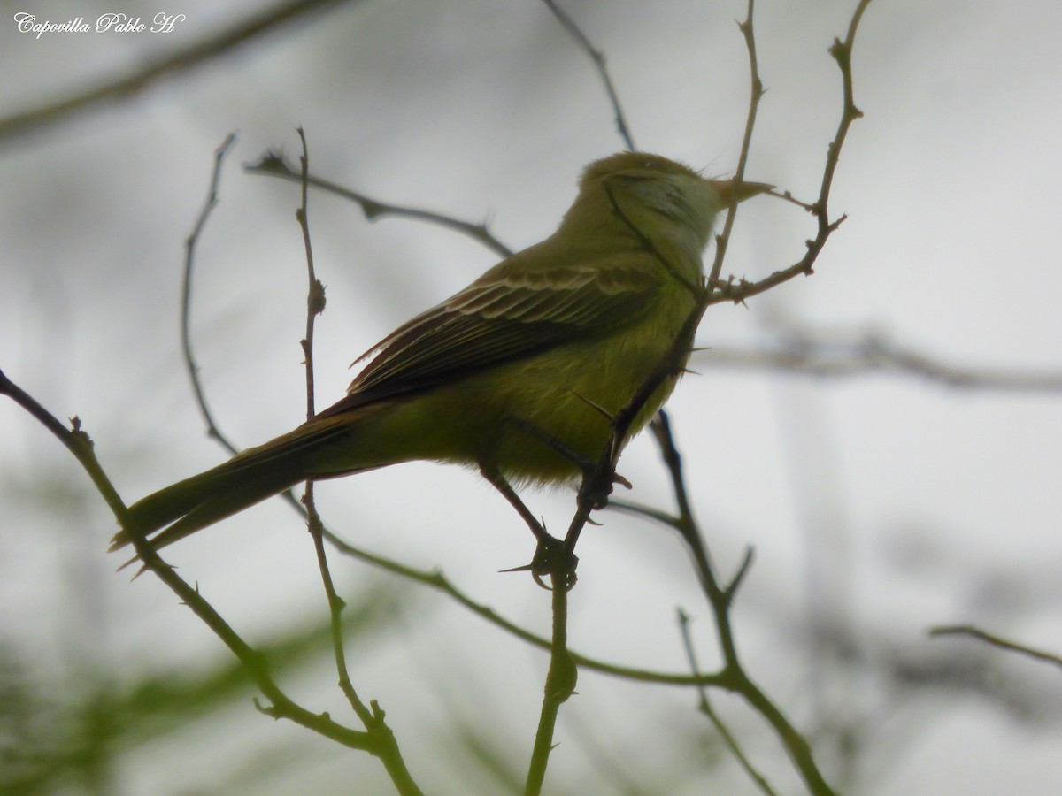 Swainson's Flycatcher - Pablo Hernan Capovilla