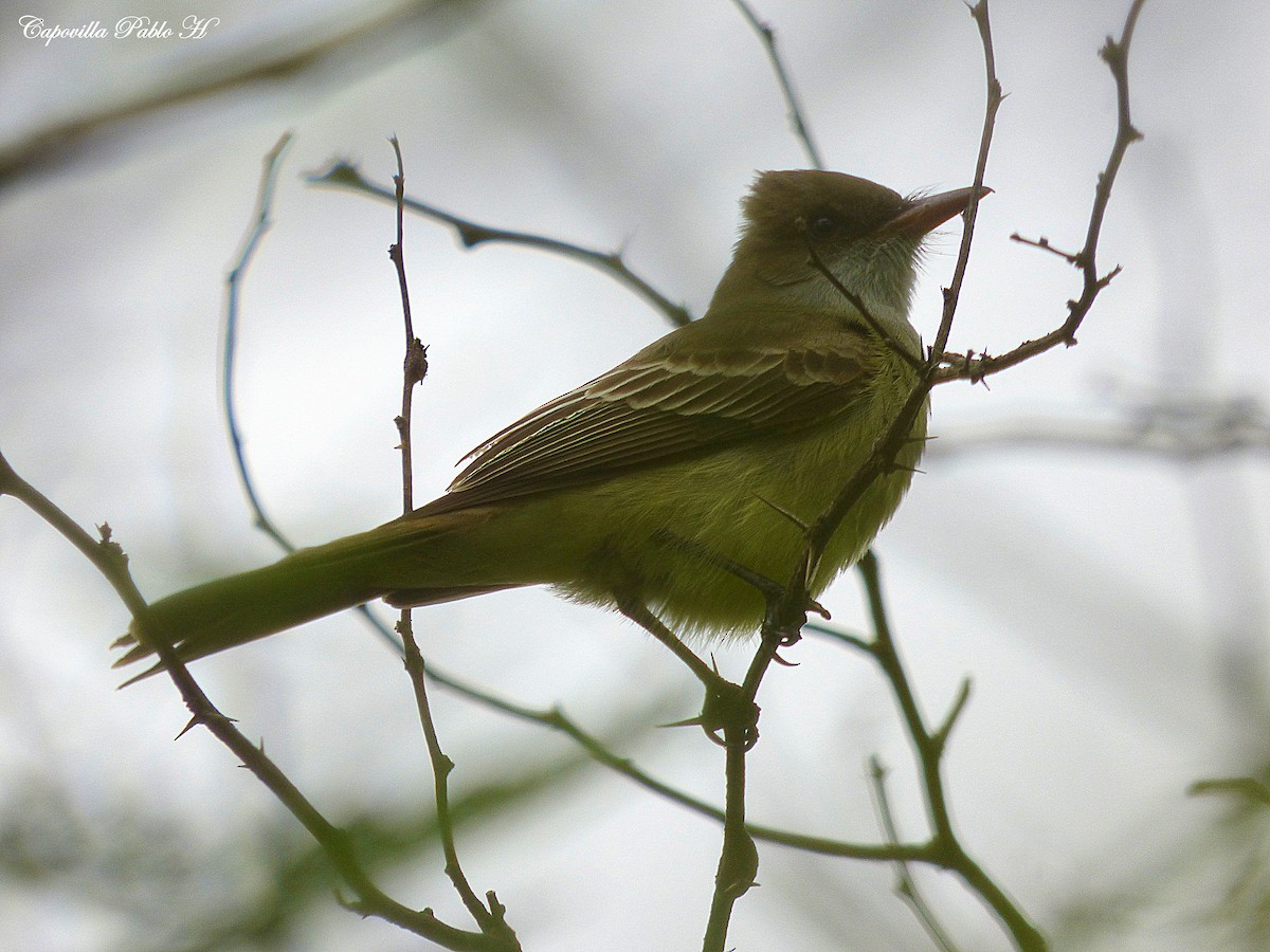 Swainson's Flycatcher - Pablo Hernan Capovilla