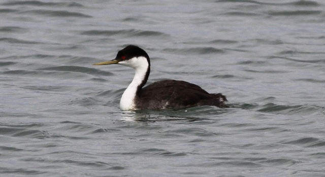 Western Grebe - ML33480421