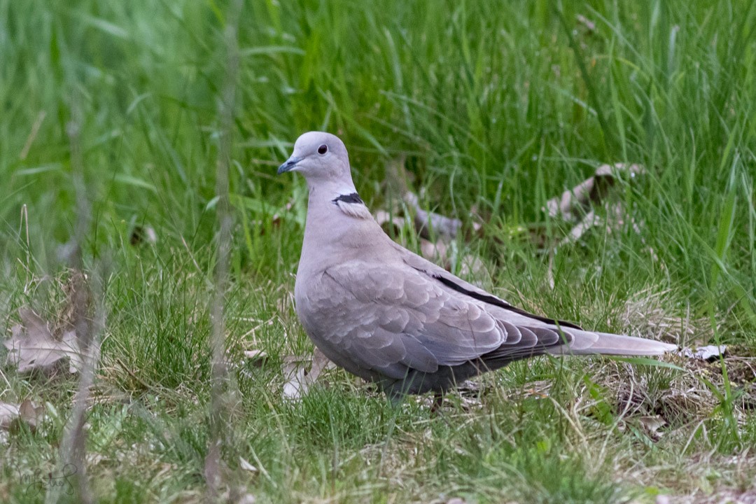 Eurasian Collared-Dove - ML334804351