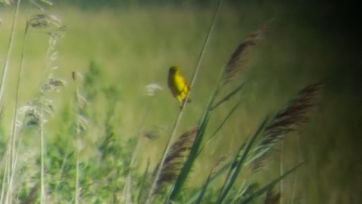 Yellow Warbler - ML33480641