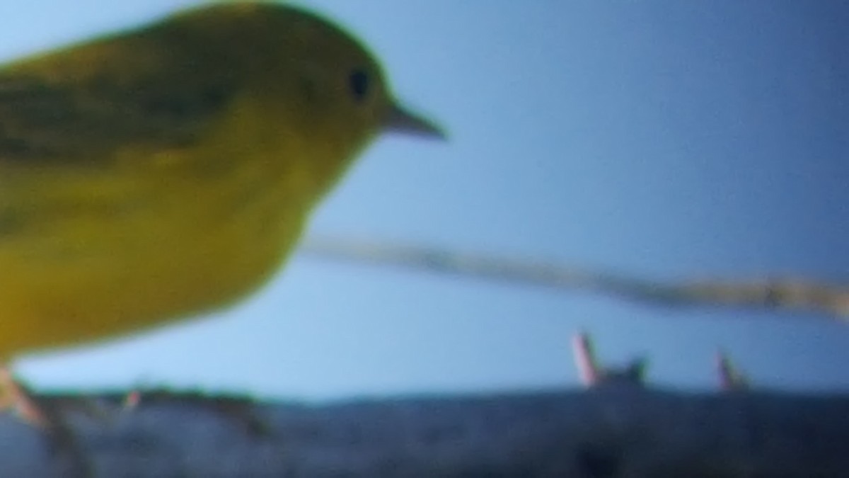 Yellow Warbler - Janice Frye