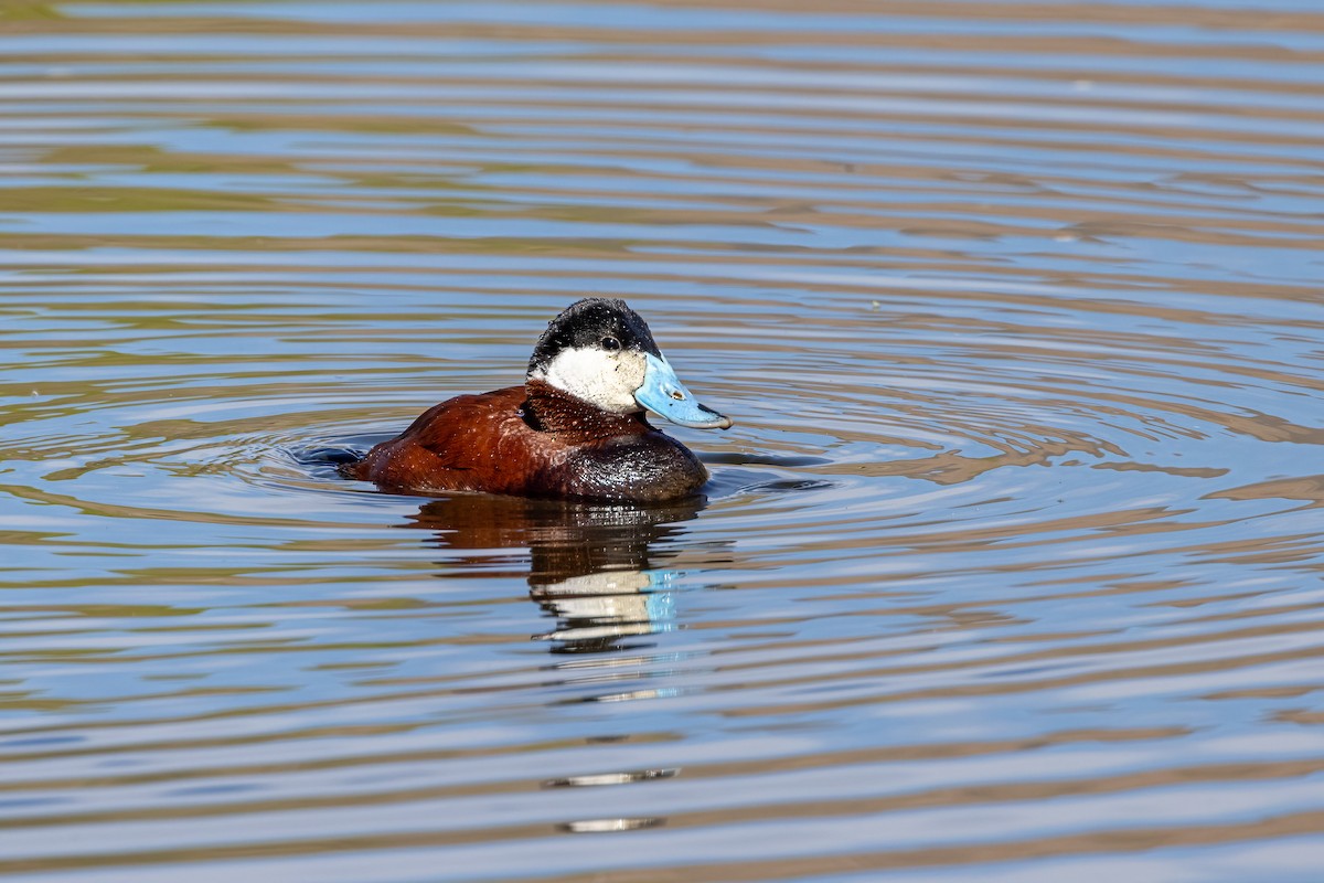 Ruddy Duck - ML334806781