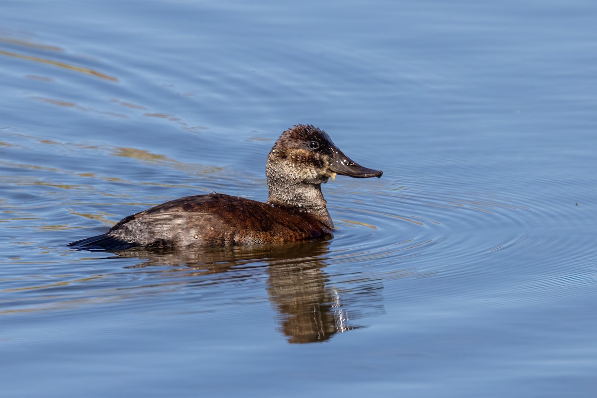 Ruddy Duck - ML334806791