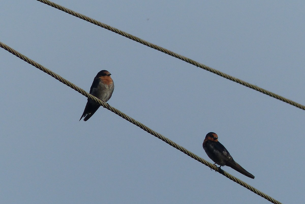 Hill Swallow - ML33480721