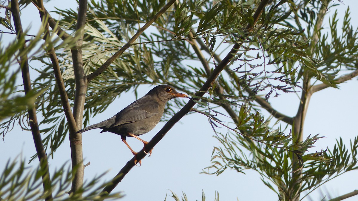 Indian Blackbird - ML33480811