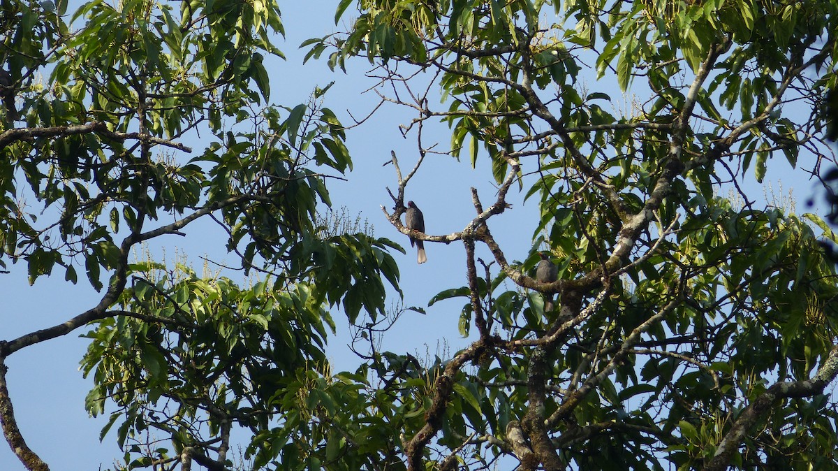 Square-tailed Bulbul - ML33480861