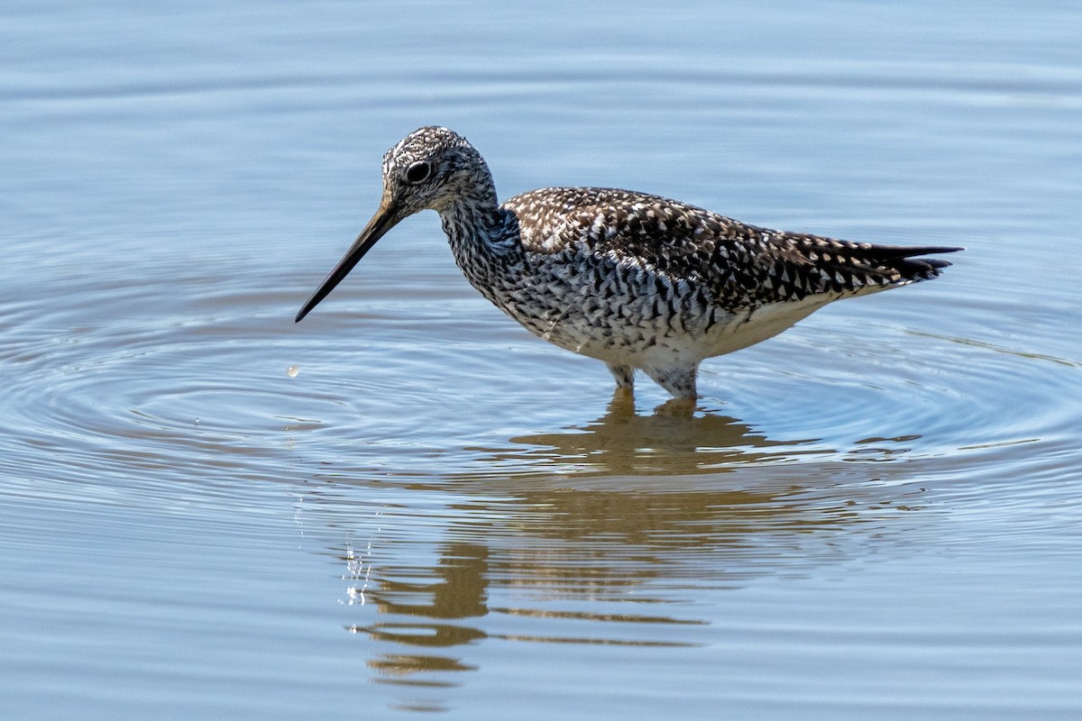 Lesser/Greater Yellowlegs - Heather Mall