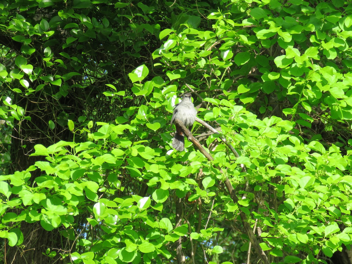 Gray Catbird - ML334810661