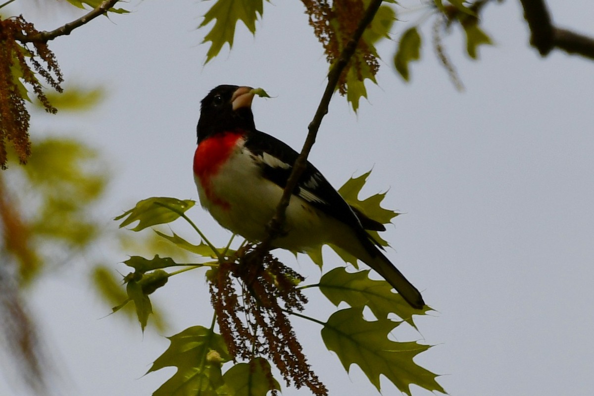 Rose-breasted Grosbeak - ML334811221