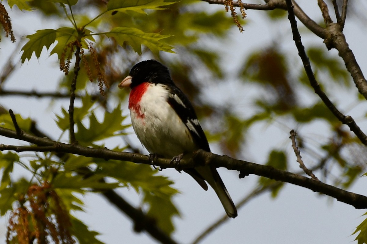 Rose-breasted Grosbeak - ML334811231