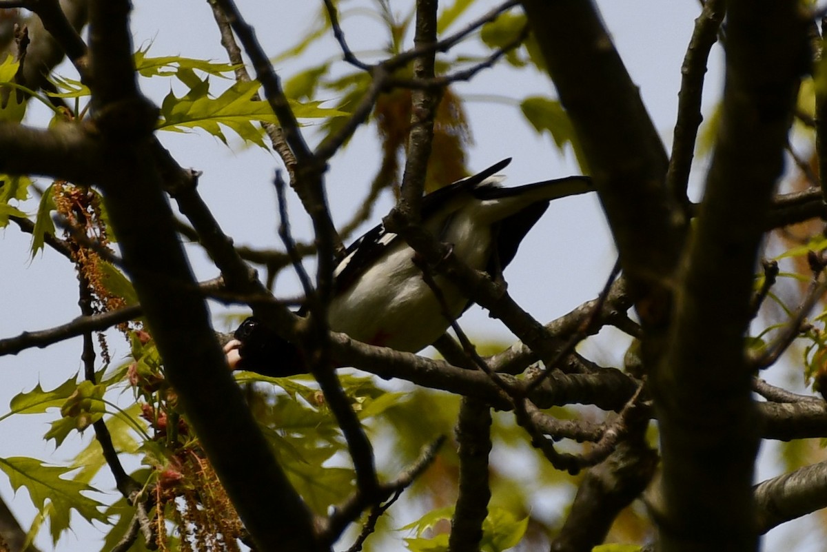 Rose-breasted Grosbeak - ML334811241