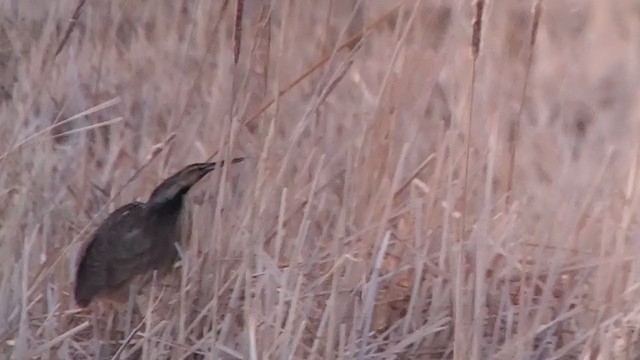 American Bittern - ML334814091