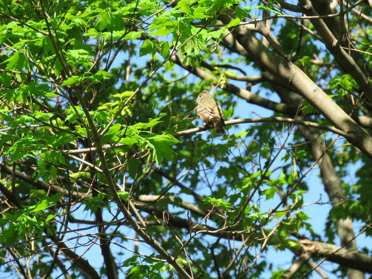 Great Crested Flycatcher - Ed Wallace