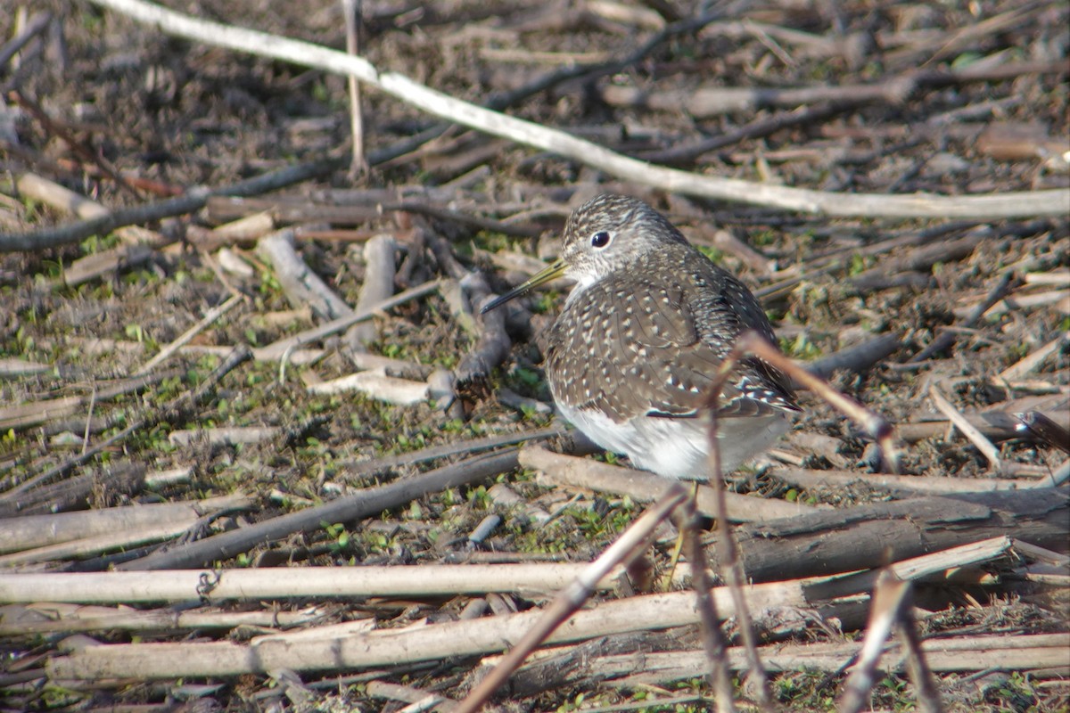 Solitary Sandpiper - Thane Dinsdale