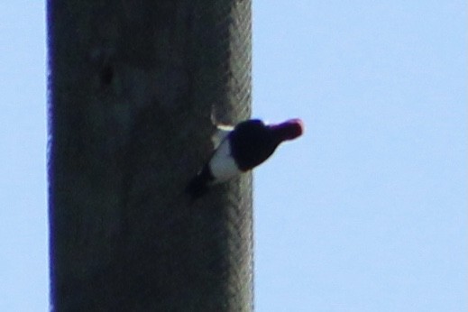 Red-headed Woodpecker - Susan Wood