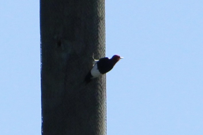 Red-headed Woodpecker - Susan Wood