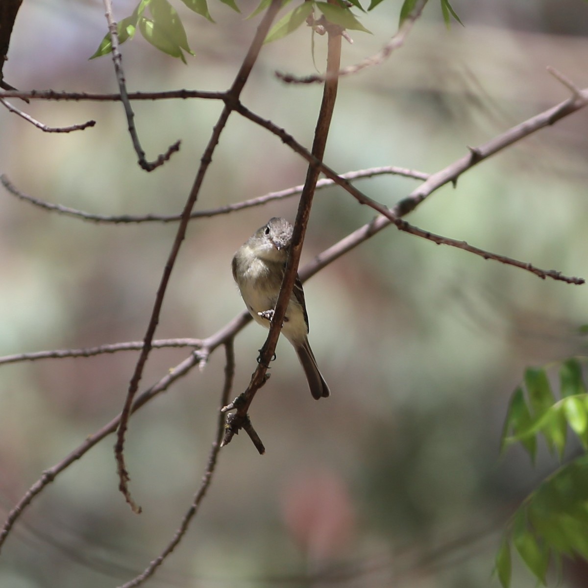 Gray Flycatcher - ML334817801