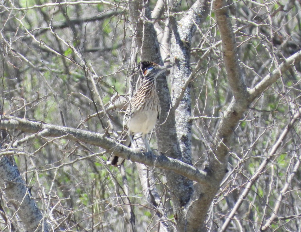 Greater Roadrunner - ML334820641