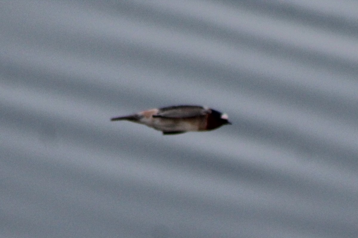 Cliff Swallow (pyrrhonota Group) - ML334823361