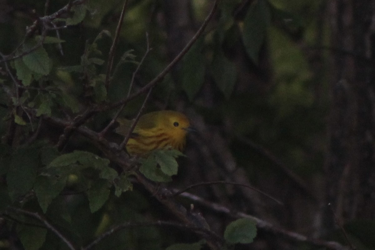 Yellow Warbler (Northern) - ML334823631