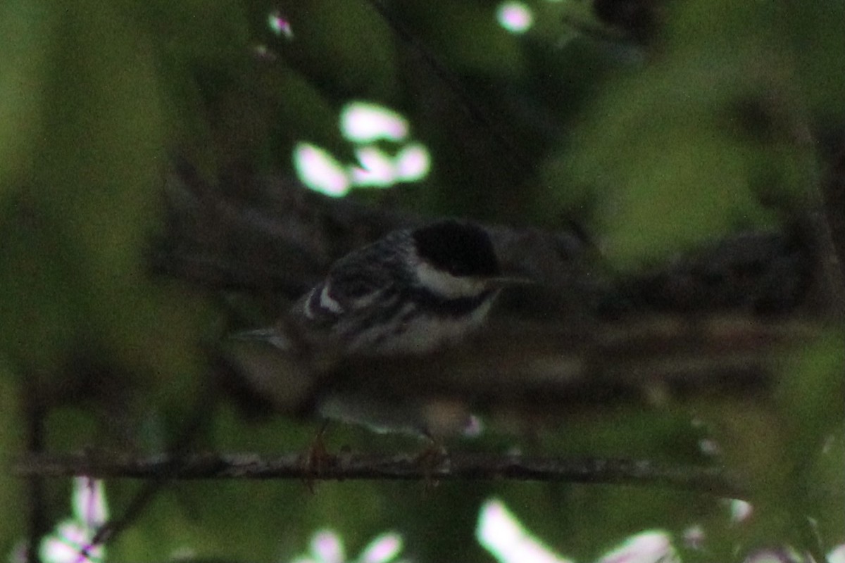 Blackpoll Warbler - ML334823791