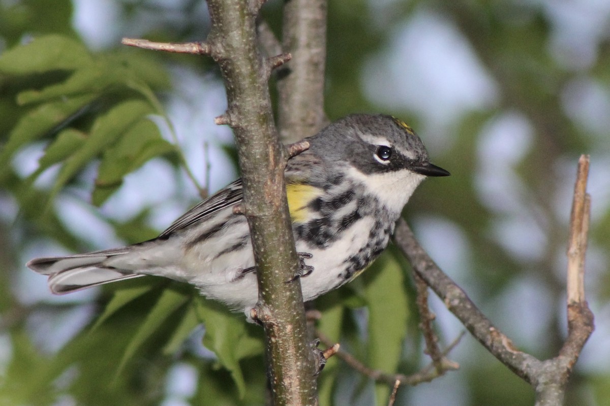 Yellow-rumped Warbler (Myrtle) - ML334823871