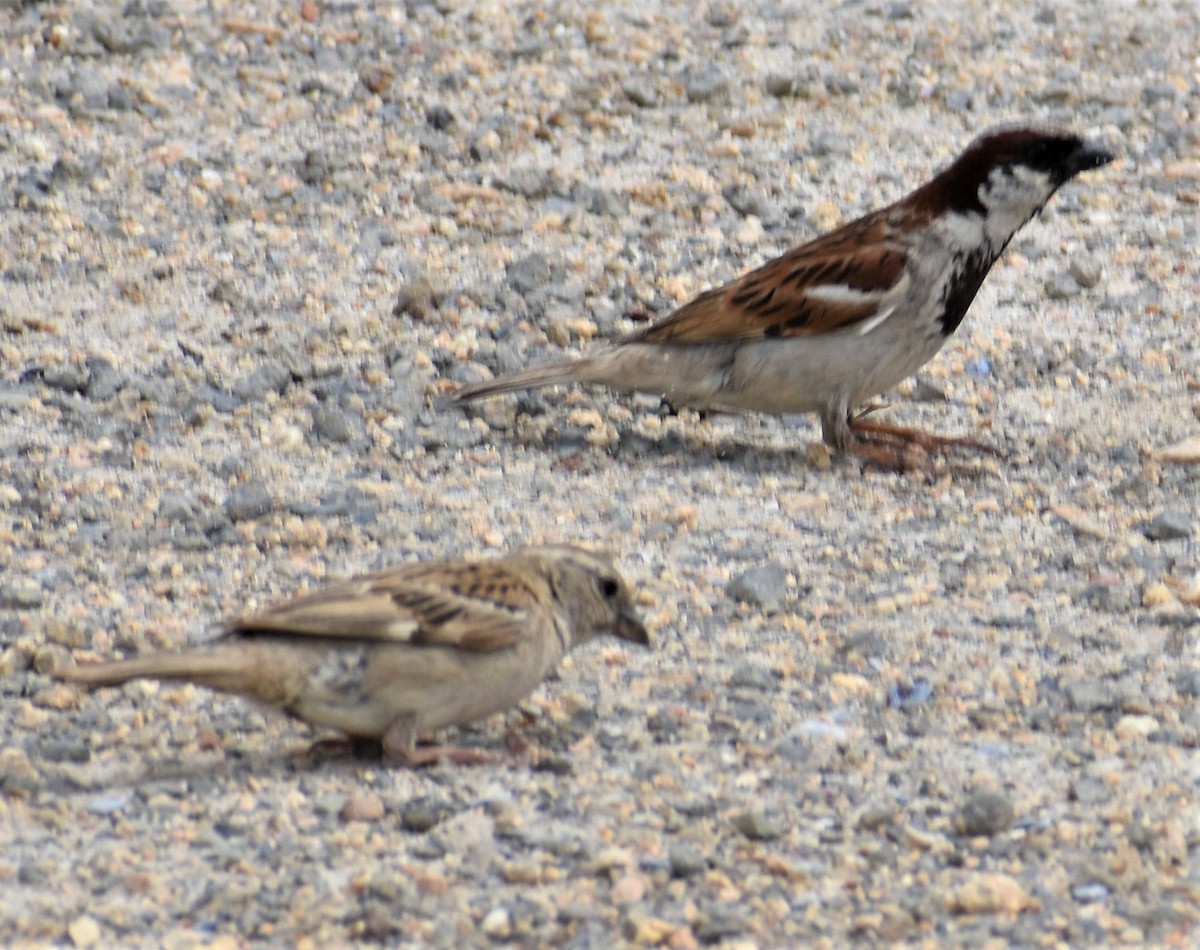 House Sparrow - Douglas Long