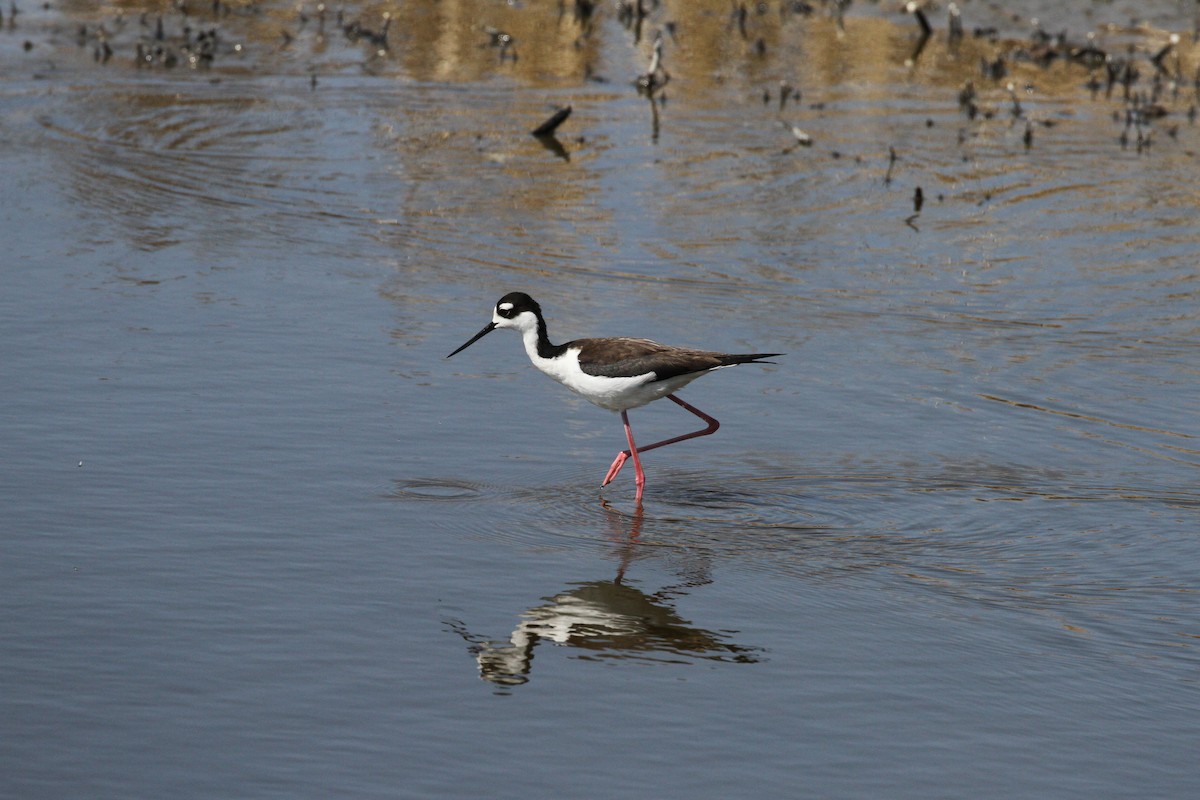 Black-necked Stilt - ML334825941