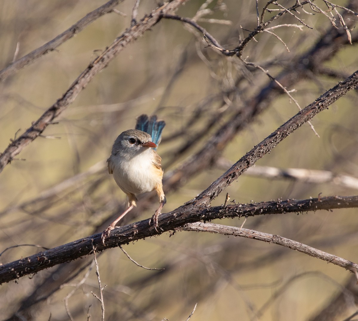 Purple-backed Fairywren (Purple-backed) - ML334829631