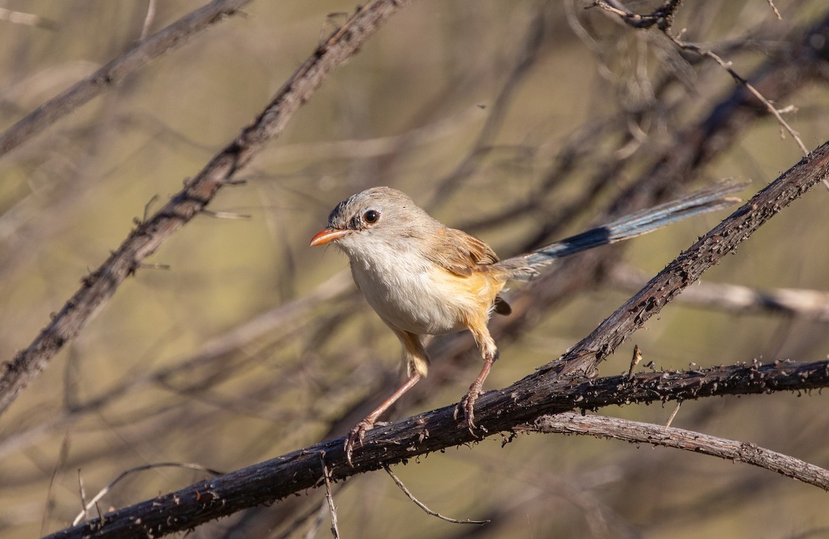 Purple-backed Fairywren (Purple-backed) - ML334829811