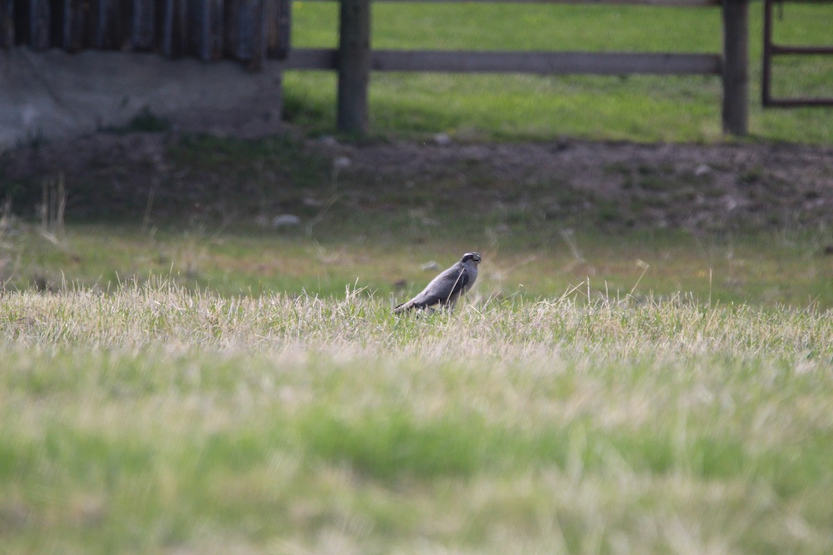 American Goshawk - ML334832501