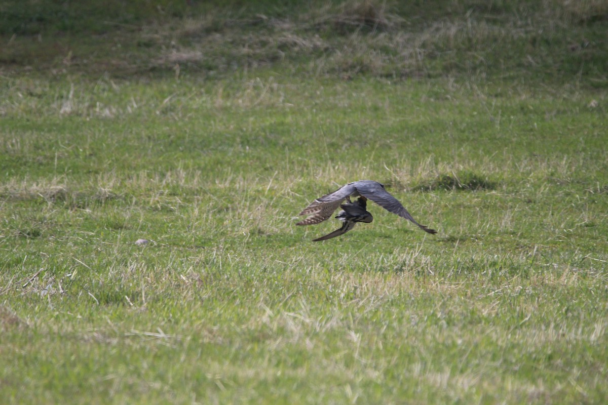 American Goshawk - ML334832601